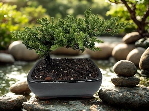 Live Dwarf Juniper Bonsai Tree | Potted in Large Ceramic Pot | 3 Years Old | 100% Handcrafted | Outdoor Bonsai | Unique Gift for Birthday, Graduation, Anniversary - Image 2