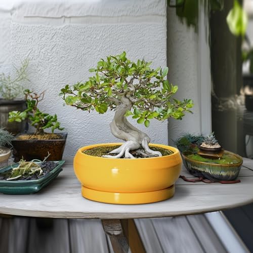 Succulent Pots 10 Inch - Ceramic Bonsai Pots with Drainage Hole and Tray, Shallow Plant Pot Indoor Outdoor, Modern Bonsai Tree Pot, Round Planter Bowl, Home Decor, Housewarming Gift, Yellow - Image 4