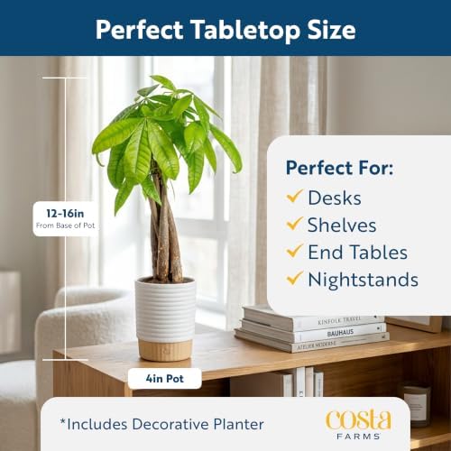 Costa Farms Money Tree Live Indoor Plant, Easy Care, Pet Safe, Decor Pot - Image 2