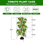 6 Packs Tomato Cages for Garden, 12"×12"×39" Plant Support Cage with Different Spacing, Green Metal Trellis for Climbing Plants Like Cucumber, Flowers - Image 2
