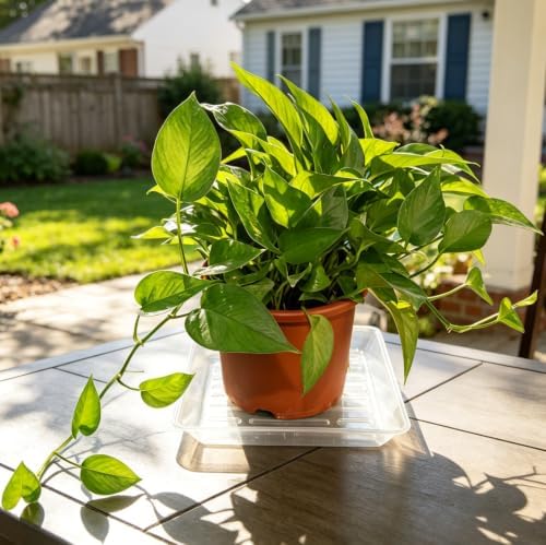 4 Pack 16 Inch Square Plant Saucer Heavy Duty, Plastic Drip Tray for Large Potted Plants & Planters, Clear - Image 4