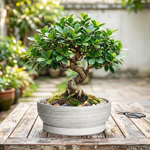 10 Inch Ceramic Bonsai Tree Pots with Saucer, Brushed Grey - Image 7