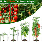 Halatool 4 Pack 57" Tall Tomato Cages for Garden, Heavy Duty Tomato Trellis - Image 4