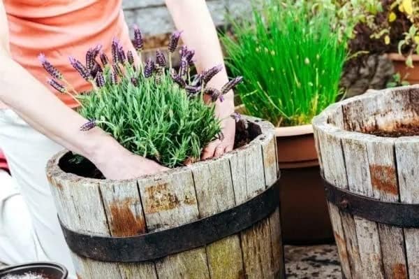 Gardenera Moisture Control Potting Mix - Perfect for Indoor and Outdoor Container Gardening! - 5 Quart - Image 6