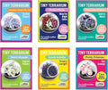 Unique Gardener Tiny Terrarium Plant Seeds 6 Variety Pack, DIY Indoor Succulents and Live Plants for Home or Garden Planting, Assorted Flowering Pack by UniqueGardener