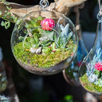 PATIKIL Round Globe Terrarium Air Plant Planter, 6.3 Inch Clear - Image 5