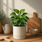 Phoenix Vine 6 Inch Planter Pot with Drainage Hole & Saucer, Deep Water Catch Tray, Straight Cylindrical Round Pot for Plants, Oatmeal, Pack of 3, 23-E-S-3 - Image 2
