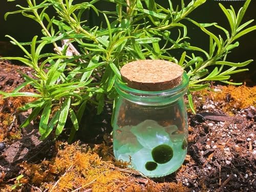 Moss Pet Glass Terrarium Jar Kit with Cork Lid, Mini Desktop Moss Plant Aquarium Decor, Home Ornament Gift - Image 5