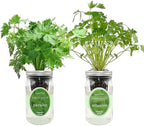 2-Pack Hydroponic Mason Jar Herb Garden Kit, Indoor Herb Garden Self-Watering Starter Kit (Parsley,Cilantro) by Environet