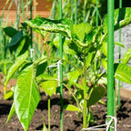 48''/120cm Plant Stakes 30PCS, Steel 4ft Supports for Climbing Plants & Tomatoes - Image 5