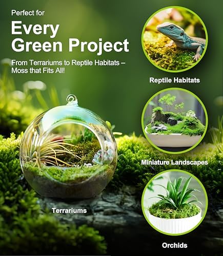 Live Moss – Plagiomnium Moss (3 Sheets, Each Approx. 3.5"x7") for Terrariums, Moss Balls, Bonsai & Natural Plant Decor – Naturally Grown, Reusable, Not Artificial - Image 6