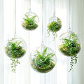 SiliFine 5 Pack Varied Sizes Hanging Glass Terrarium Planter 2.36" to 5.91" by SiliFine