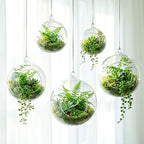 SiliFine 5 Pack Varied Sizes Hanging Glass Terrarium Planter 2.36" to 5.91" by SiliFine