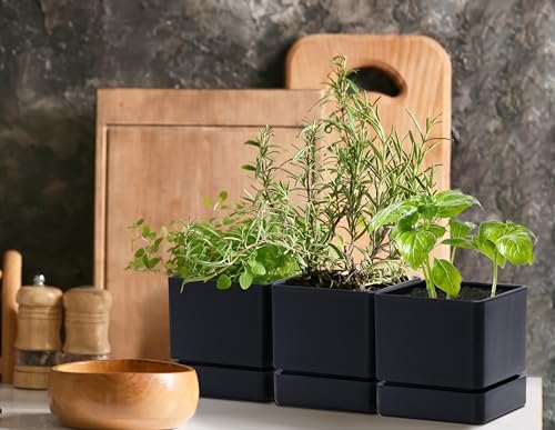 D'vine Dev 6-Pack Plastic Herb Planter Pots, 4 in, Black, 76-Y-B6-1 - Image 4