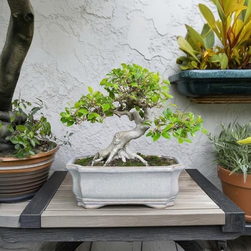Ceramic Bonsai Planter - 11.6 Inch Bonsai Tree Pots for Succulent Plants, Succulent Planters with Drainage Hole, Shallow Decorative Planter, House Decor, House Warming Gifts, Rectangular Grey - Image 3