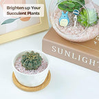 T4U Geometric Pots with Bamboo Tray and Crystal Quartz 1 lb - Image 6