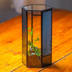 NCYP Small Glass Terrarium with Mesh and Door for Spiders, Hexagon Shape Small Mantis Vented Glass Terrarium 4.9'' x 4.3'' x 9.4'', Tabletop Decor, Black (Plants Not Include) - Image 5