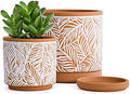 D'vine Dev Set of 2 Terracotta Pots, Leaf Pattern Planter Pot, 4 Inch and 6 Inch, Pot with Drainage Hole and Saucer, Terracotta/White, 31-958-T-1 by DvineDevPlanterPotsandStand
