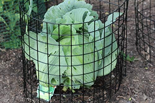 Erva Bunny Barricade Plant Protector Cage (5pk) - Plant Cages for Garden - Plant Protectors from Animals and Crop Cages for Garden - Made in The USA - Image 4