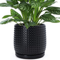 D'vine Dev Beaded Ceramic Pot with Saucer, 8 in, Ebony Matte, 27-C-Q-6 by DvineDevPlanterPotsandStand