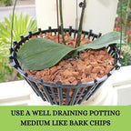 Set of 4 Large Black Strong Plastic Orchid Baskets 10 Inches Wide with Hangers for Orchids, Staghorn Ferns, Orchid Baskets for Outside, Plastic Orchid Pots with Holes - Image 6
