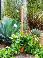 Envelor Coco Moss Poles Plant Support Stakes Coco Plant Stake Pothos Coir Totem Pole Monstera Moss Pole Climbing Plant Support Potted Plant Upward Growth Vine Stackable Coco Sticks, 36 inches, 4 Pack - Image 6