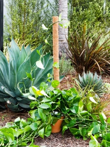 Envelor Coco Moss Poles Plant Support Stakes Coco Plant Stake Pothos Coir Totem Pole Monstera Moss Pole Climbing Plant Support Potted Plant Upward Growth Vine Stackable Coco Sticks, 36 inches, 4 Pack - Image 6