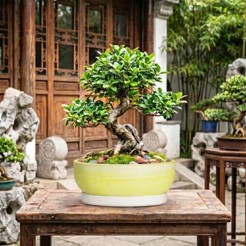 Succulent Pots, 13 Inch Ceramic Bonsai Tree Pots, Brushed Yellow - Image 7
