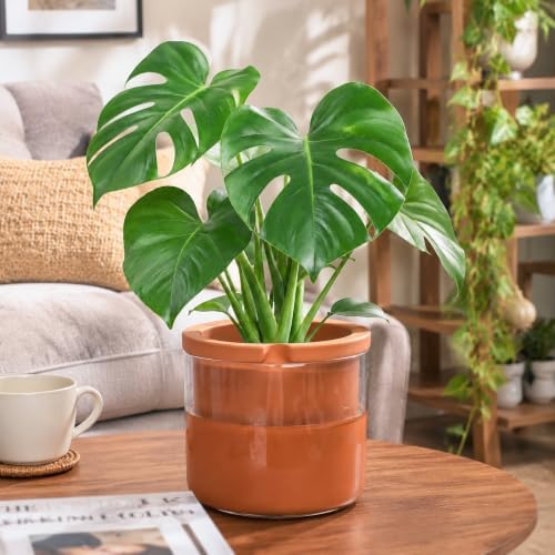 Phoenix Vine 8 Inch Self Watering Planter, Design Terracotta Pot for Plants, Indoor Cylinder Terra Cotta Pot with Glass Vase, Set of 1, 51-A-H-1 - Image 2