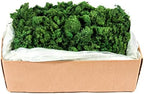 Super Moss (21499 Reindeer Moss Preserved, Forest Green, 10lbs by SuperMoss