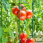 6-Pack 57inch Matal Tomato Cage for Garden Plant Support - Image 2