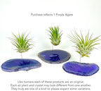 Purple Agate Geode Crystal Air Plant Holder Includes Healthy Air Plant and Rock n Air Gift Box Thoughtful Plant and Crystal Gift for Someone who has Everything - Image 2