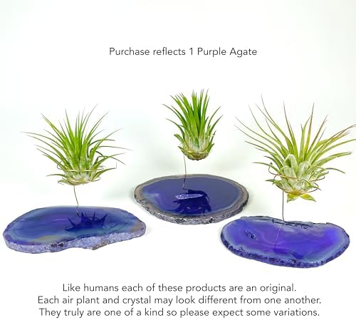 Purple Agate Geode Crystal Air Plant Holder Includes Healthy Air Plant and Rock n Air Gift Box Thoughtful Plant and Crystal Gift for Someone who has Everything - Image 2