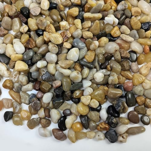 FANTIAN Pea Gravel for Landscaping, 10 lbs Aquarium Gravel Rocks, 1/4 Inch by FANTIAN-GardeningMakesLifeBetter