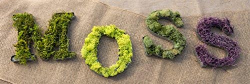 SuperMoss (21792) Reindeer Moss – Soft Preserved Moss for Home Decor, Crafts, Terrariums, Floral Design, and Wedding Decorations, 2,588 cu in, Green - Image 3