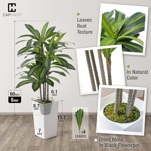 CAPHAUS 5FT Artificial Dracaena Tree 60 Inch – Tall Fake Floor Plant in White Planter with Moss for Living Room Office Home Decor – Low Maintenance Large Indoor Faux Tree - Image 2