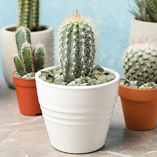 YISZM 10LB Succulent and Cactus Jade Pebbles, 3/8 Inch Polished Stones - Image 2