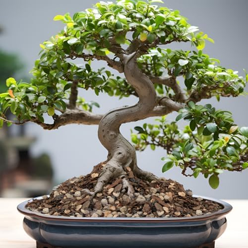 Bonsai Soil Mix 10qt, Potting Soil Mix Ready to Use for Bonsai Tree and Indoor Plants, Composed of Akadama, Lava Rock, Prumice, Bark - Image 5