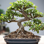 Bonsai Soil Mix 10qt, Potting Soil Mix Ready to Use for Bonsai Tree and Indoor Plants, Composed of Akadama, Lava Rock, Prumice, Bark - Image 5