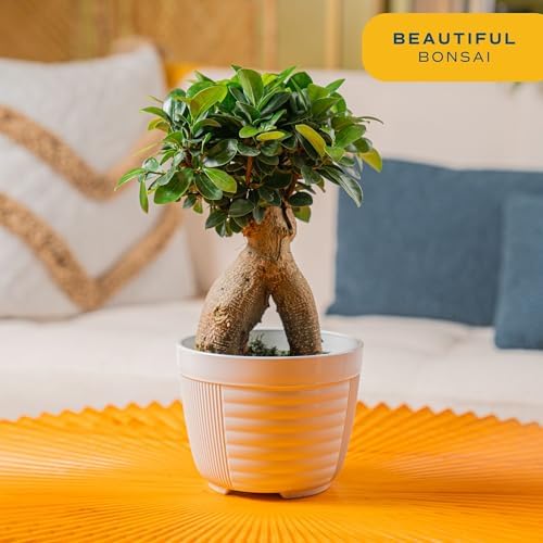 Costa Farms Mini Bonsai, Live Indoor Plant, Easy Care, Home Decor - Image 2