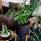 HERDUK 8 Inch Ceramic Planter with Natural Wood Stand w/Drainage & Saucer - Modern Indoor Planter for Cacti, Snake Plants & Aloe Vera Black - Image 6