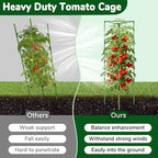 ZeeDix 6 Pack 65 Inch Heavy Duty Tall Tomato Cages for Garden - Image 3