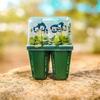 Vego garden Seedling Suite Products, 4 Pack Jumbo Seedling Trays with Seedling Tray Lids and 10" x 10" Bottom Watering Trays - Image 6