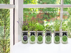 Hydroponic Herb Growing Kit Set, Self-Watering Mason Jar Herb Garden Starter Kit Indoor, Window Herbs Garden, Grow Your Own Plants from Organic Seeds (Basil, Parsley and Oregano) - Image 6