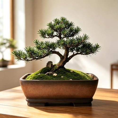 MUZHI Decorative Ceramic Bonsai Planter Pot 8.5 Inch with Tray, Breathable Unglazed Rectangle Terracotta Clay Pot for Tree Succulent Cactus Indoor Outdoor Red Brown (2Pcs Rectangle 6") - Image 7
