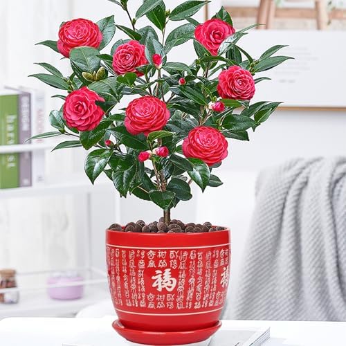 Plant Pot,Ceramic Pots for Plants, Ceramic Planter with Drainage Hole and Saucer, Home/Garden Outdoor Decorative, Tray for Wedding,Outside Chinese Characters Meaning Fortune - Image 3