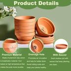 5 Inch Shallow Terracotta Pot for Succulent - 6 Pcs Small Shallow Plant Pots with Drainage Hole and Saucer Mesh Pad, Clay Plant Pottery Pots for Cactus Succulent and Other Indoor Outdoor Plants - Image 3