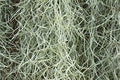 Fresh Spanish Moss for Potted Plants, Crafts, and Floral Arrangements. Super-Soft Green Plant Filler Moss, Cleaned, Natural Fresh Moss - 5lb by Moss4U