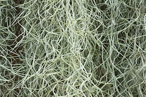 Fresh Spanish Moss for Potted Plants, Crafts, and Floral Arrangements. Super-Soft Green Plant Filler Moss, Cleaned, Natural Fresh Moss - 5lb by Moss4U