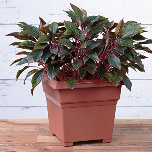 Root & Vessel Countryside Square Planter, Terra Cotta, 18-Inch - Image 3